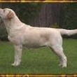 ..postava labradora..